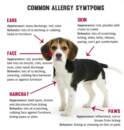 Dog Allergies 101